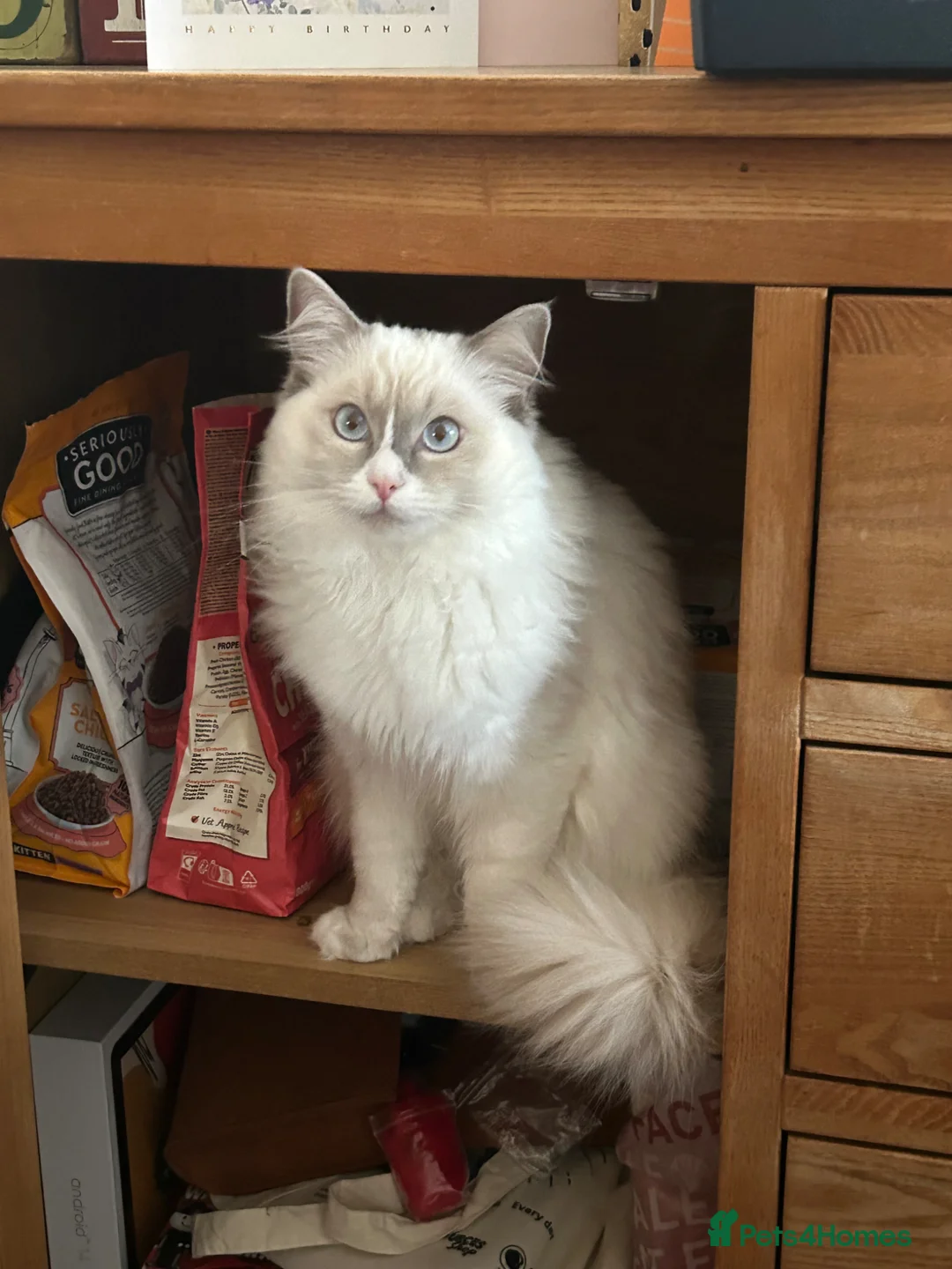 Ragdoll cats for sale: Ragdoll kitten  - Advert 1