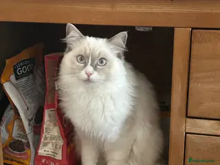 Ragdoll cats Ragdoll kitten - Advert 4