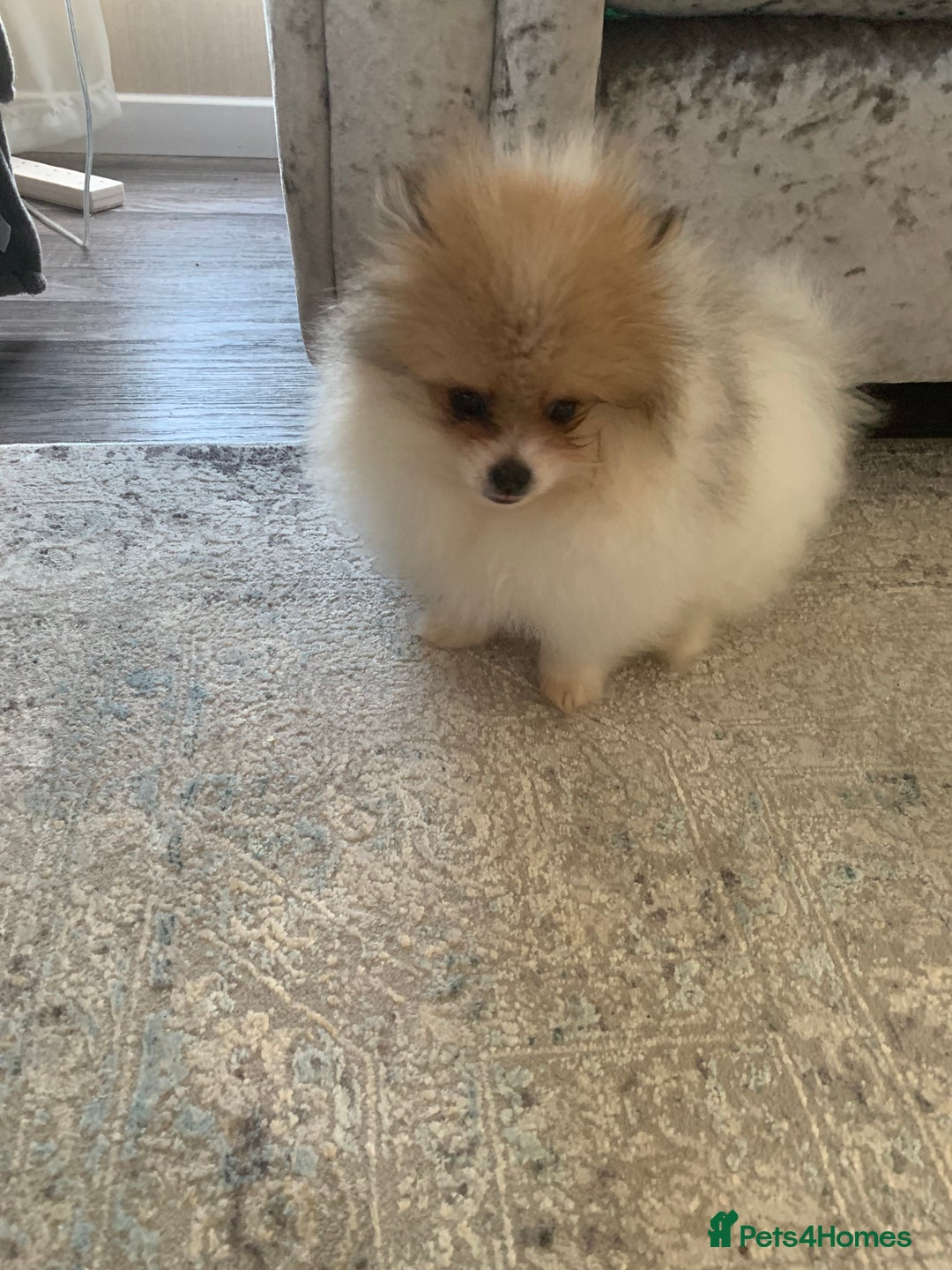 Pomeranian dogs for sale: Fluffy Pomeranian puppies - Image 7