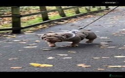 English Bulldog dogs for sale: English Bulldog - KC Registered - 5 generation - Image 4