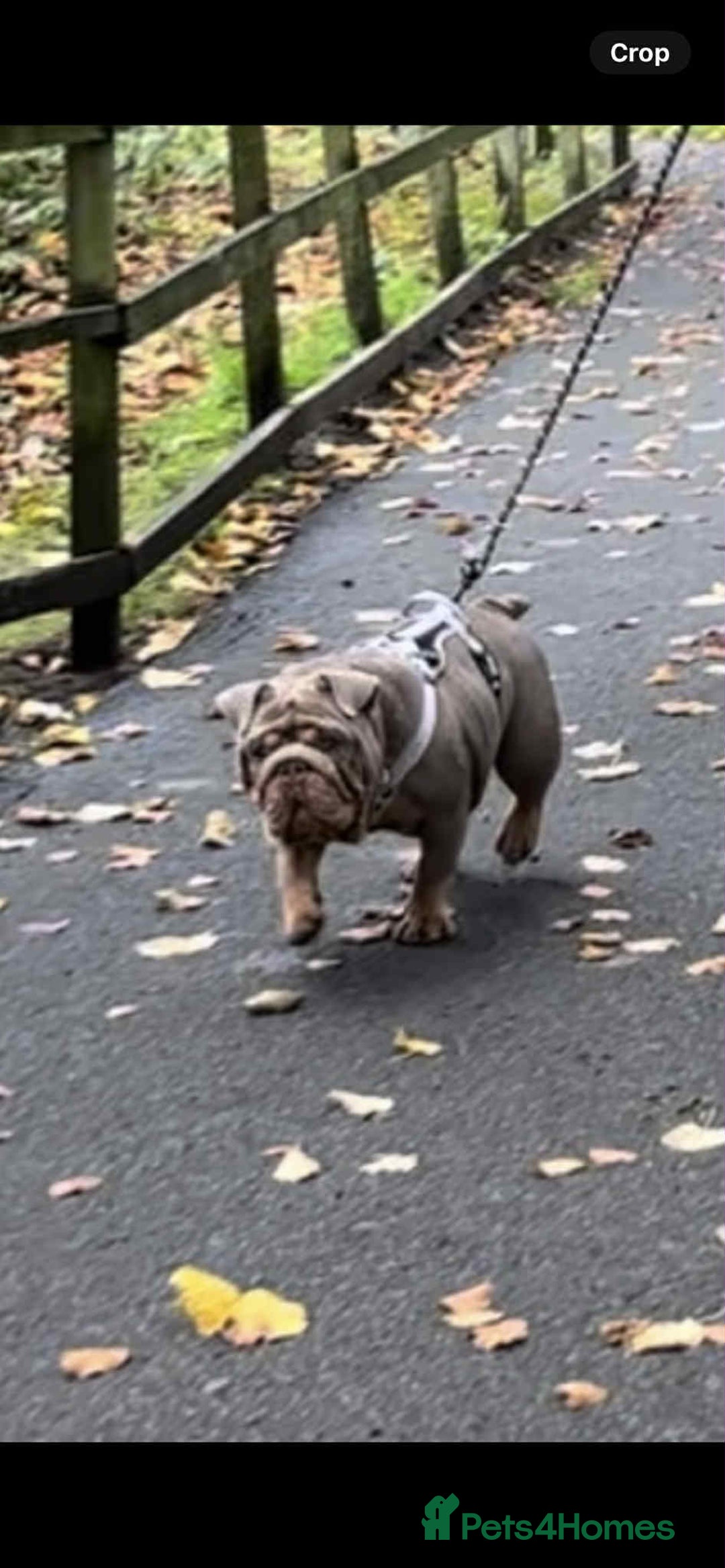 English Bulldog dogs for sale: English Bulldog - KC Registered - 5 generation - Image 4