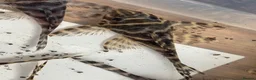 Plecos fish for sale: Large amount of L333 & L333 GoldlinePlecos. 1”-4” - Advert 6