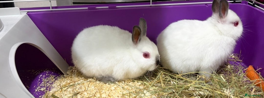 Netherland Dwarf rabbits for sale: Himalayan Netherland Dwarfs 11 weeks old - Image 4