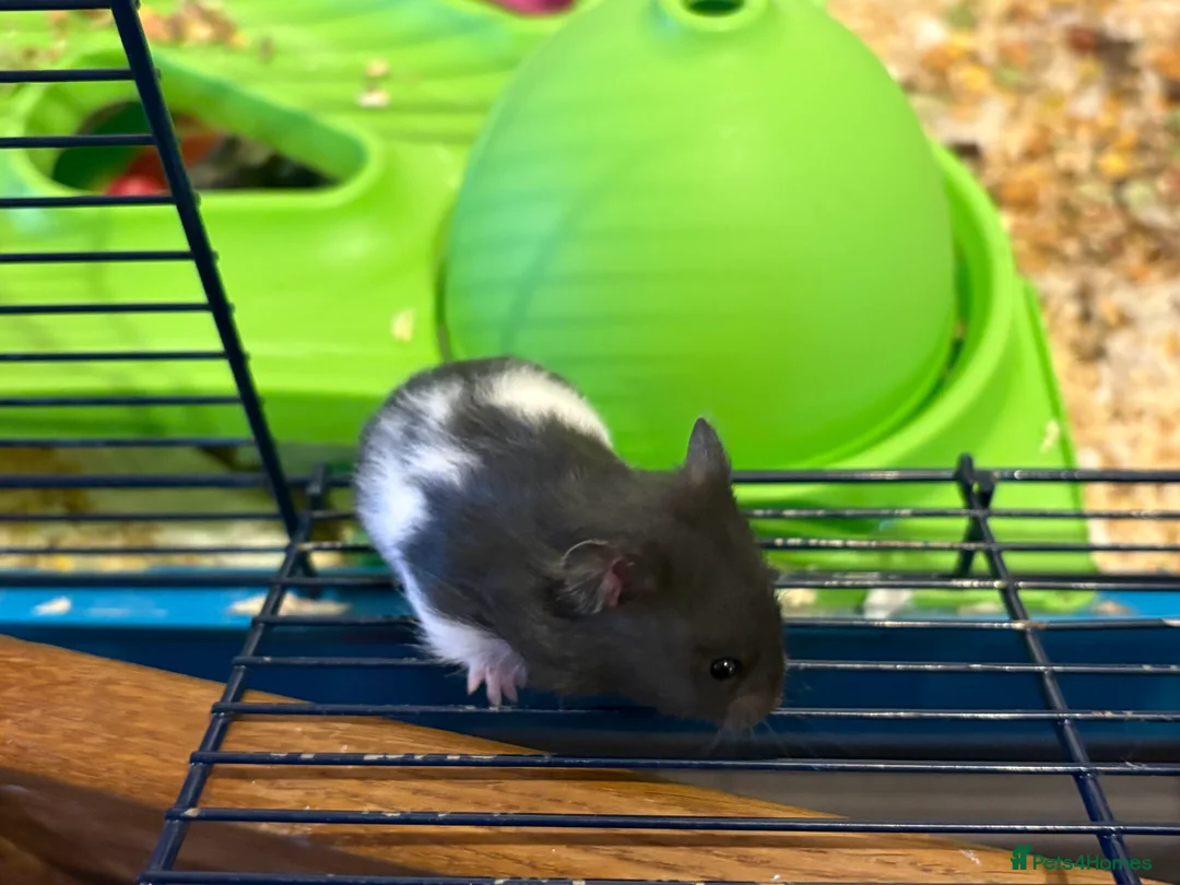 Hamster rodents for sale: Baby hamsters for sale - Advert 2