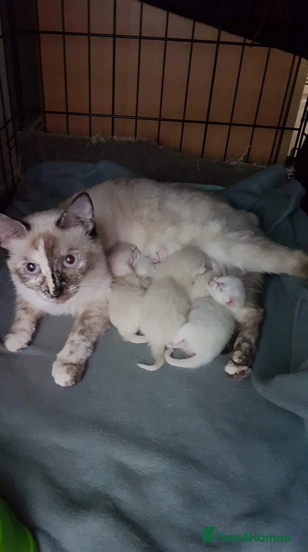 Siamese cats for sale: Flame point siamese  - Advert 10