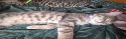 Mixed Breed cats for sale: 4 boys,XL Bengal × Maine Coon  - Advert 23