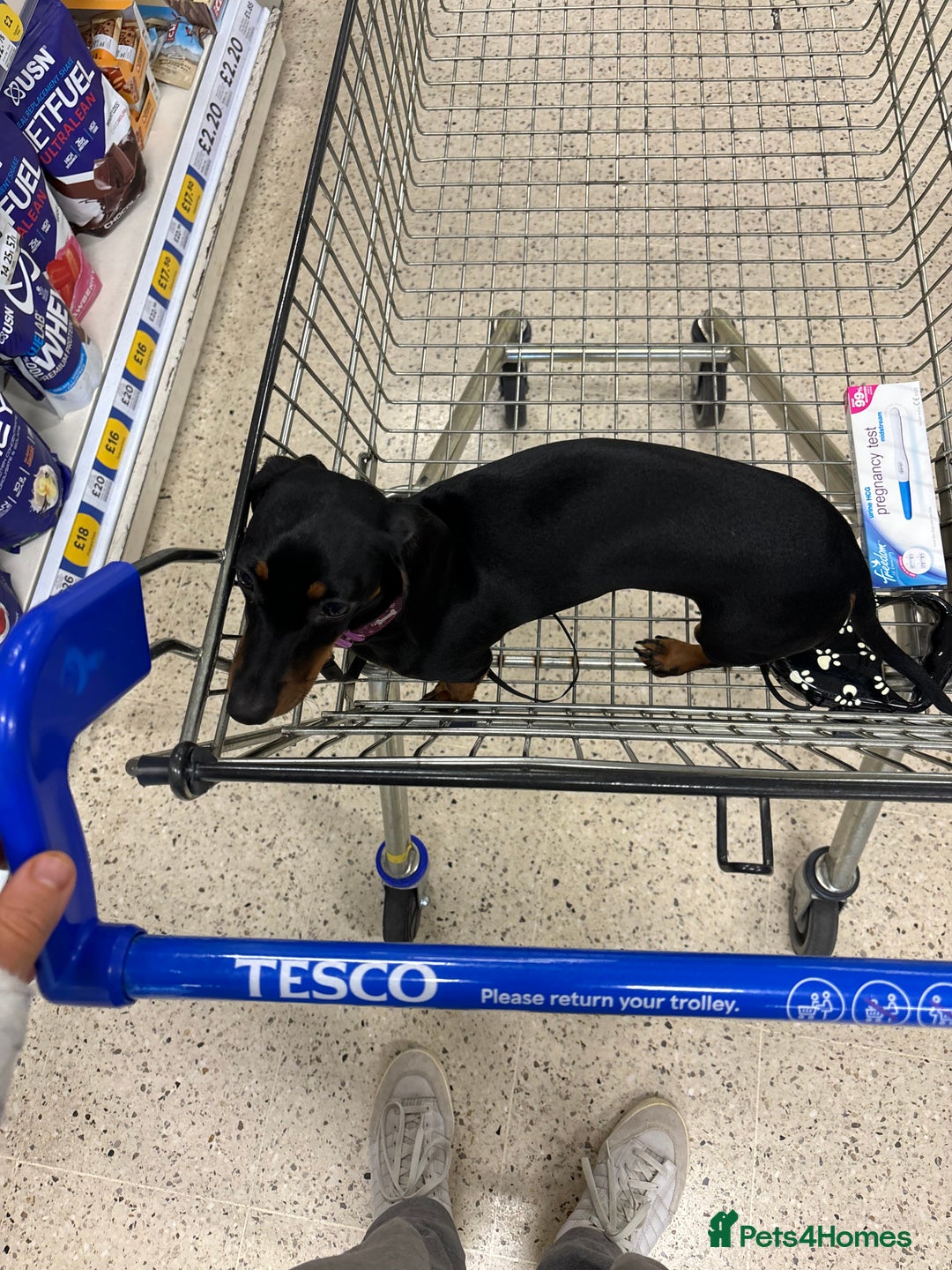 Miniature Dachshund dogs for sale: Miniature dachshund spooky - Advert 13