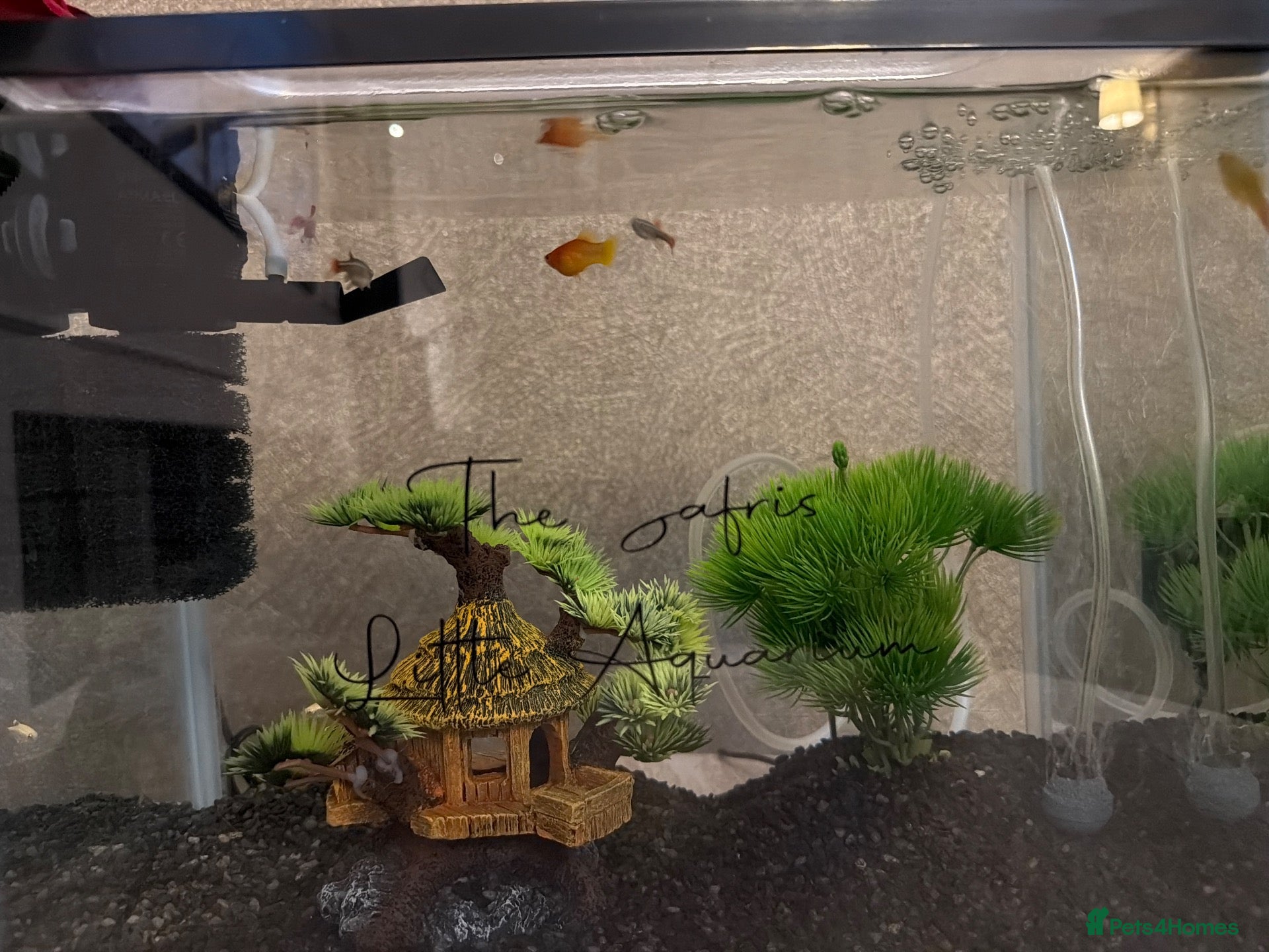 Tetras fish Fish Tetra - Advert 7