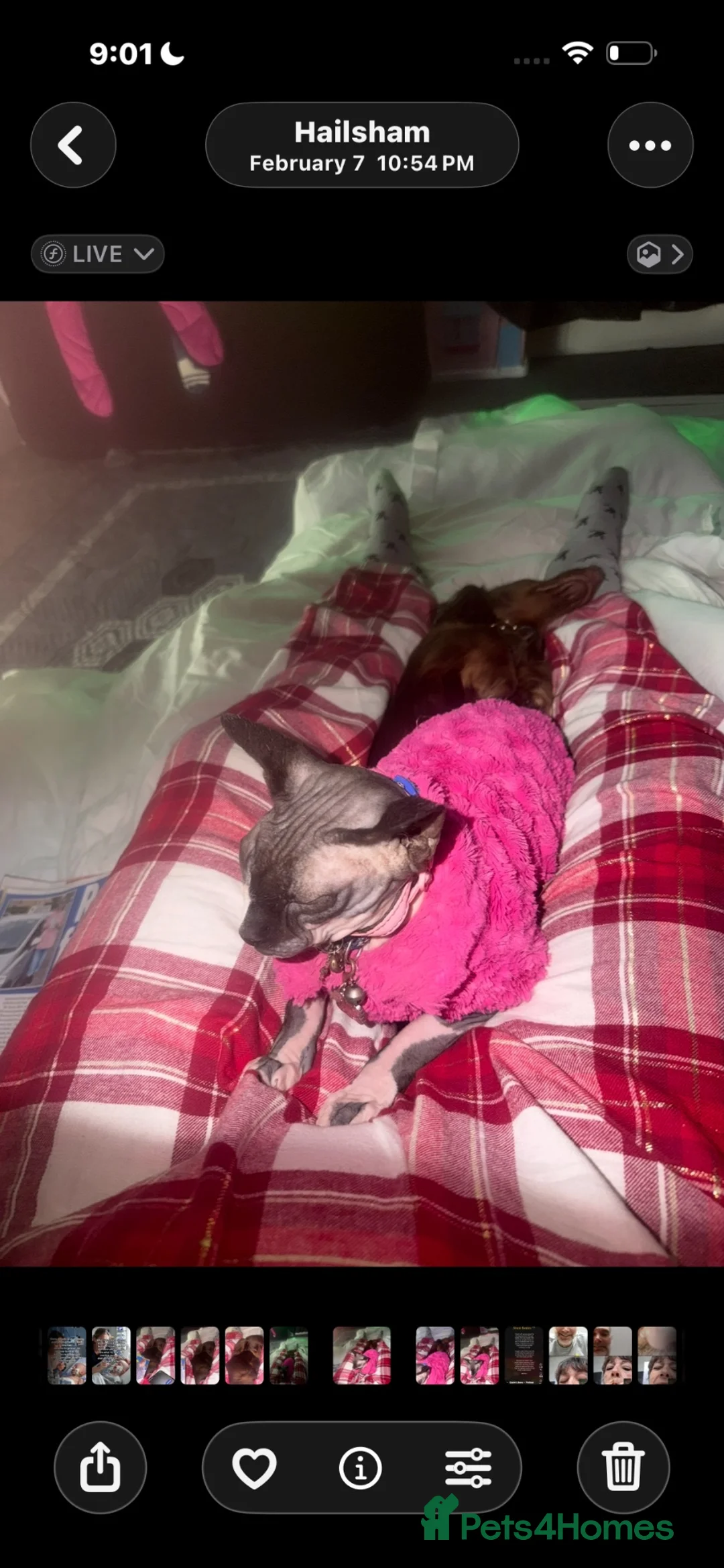 Sphynx cats for sale: Russian donskoy sphynx female.  - Advert 3