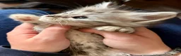 Maine Coon cats for sale: Pure Maine Coon Kittens - Advert 12