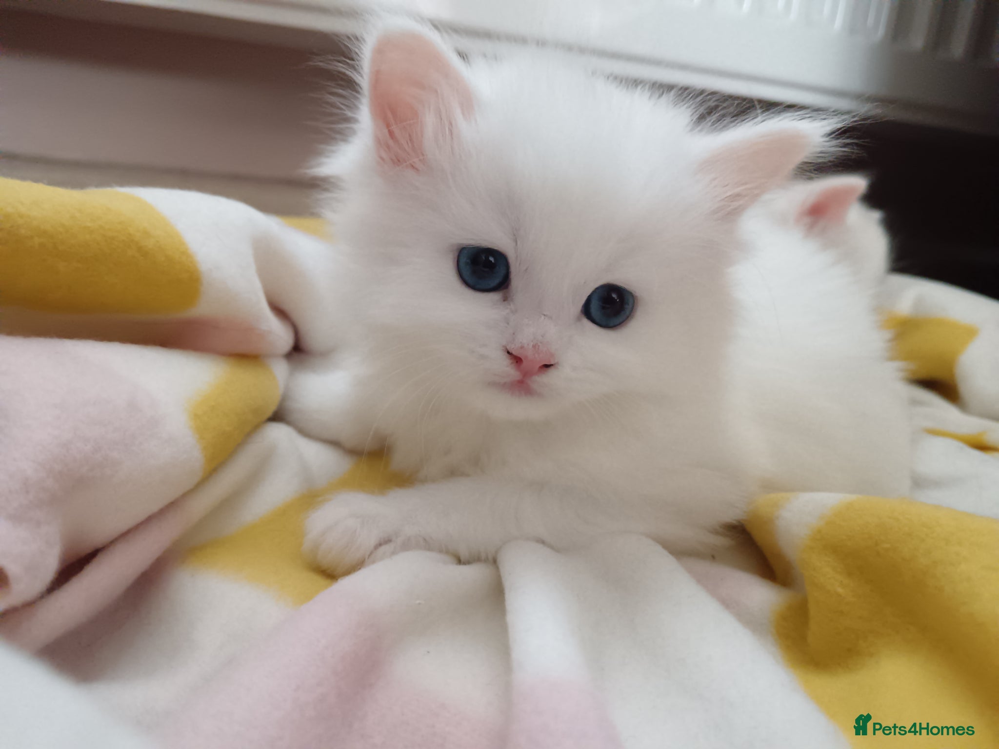 Maine Coon cats Stunning White Maine Coon kittens  - Advert 10