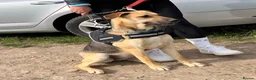 German Shepherd dogs for adoption: Maya – Young German Shepherd x Labrador Cross - Advert 2