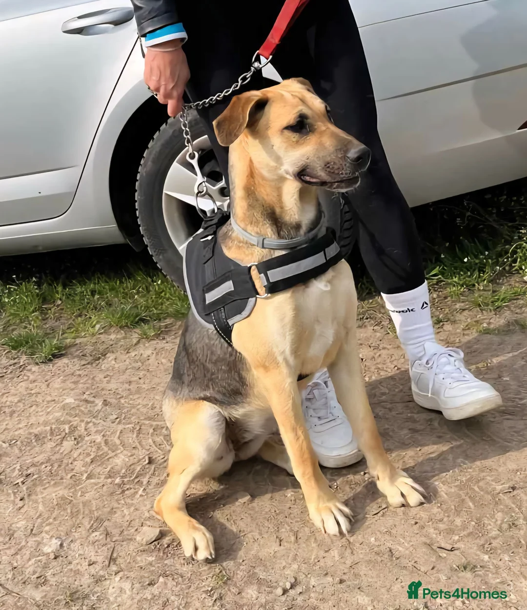 German Shepherd dogs for adoption: Maya – Young German Shepherd x Labrador Cross - Advert 2