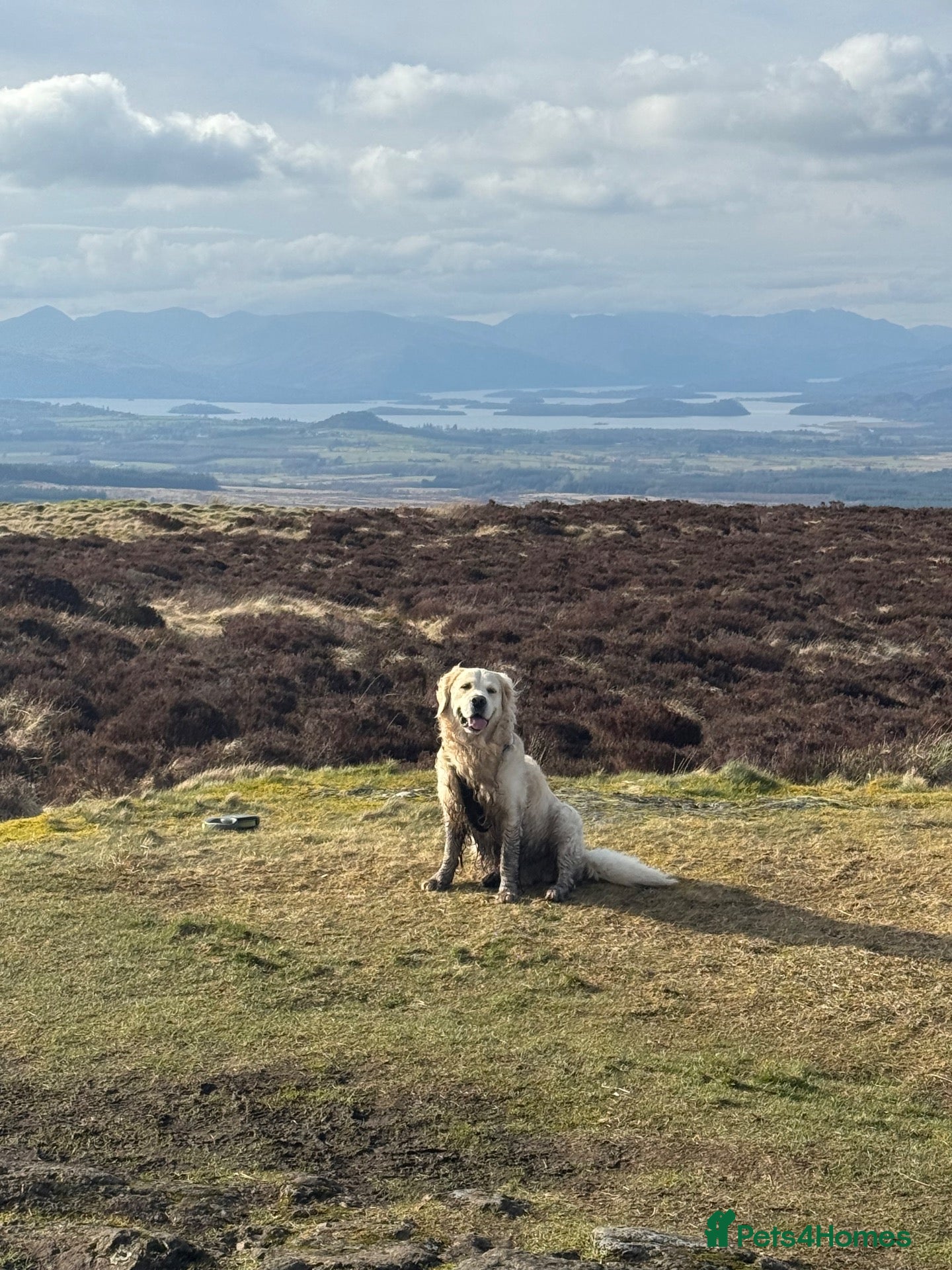 Golden Retriever dogs Zeus for stud  - Advert 8