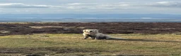 Golden Retriever dogs for stud: Zeus for stud  - Advert 1