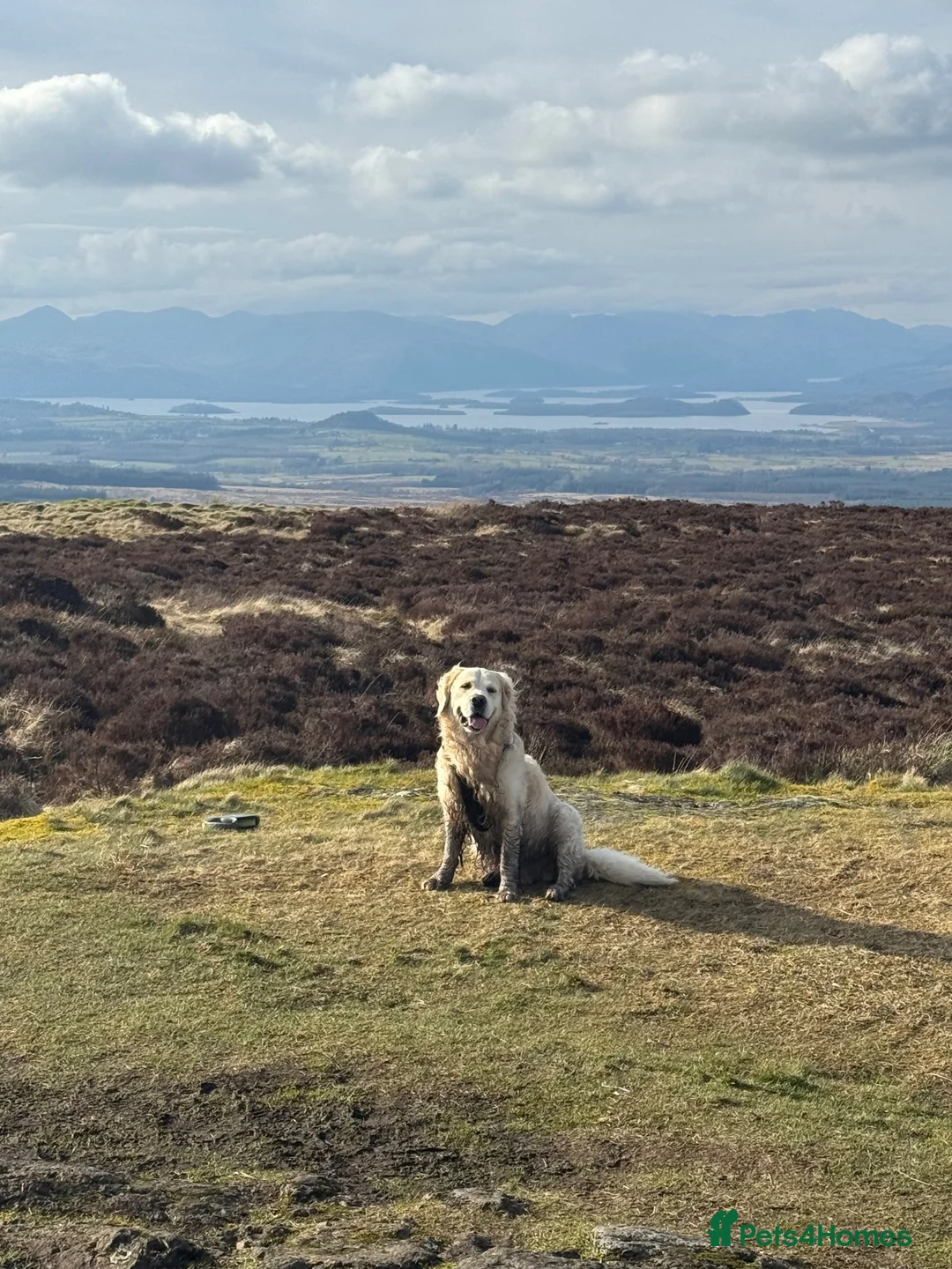 Golden Retriever dogs for stud: Zeus for stud  - Advert 1