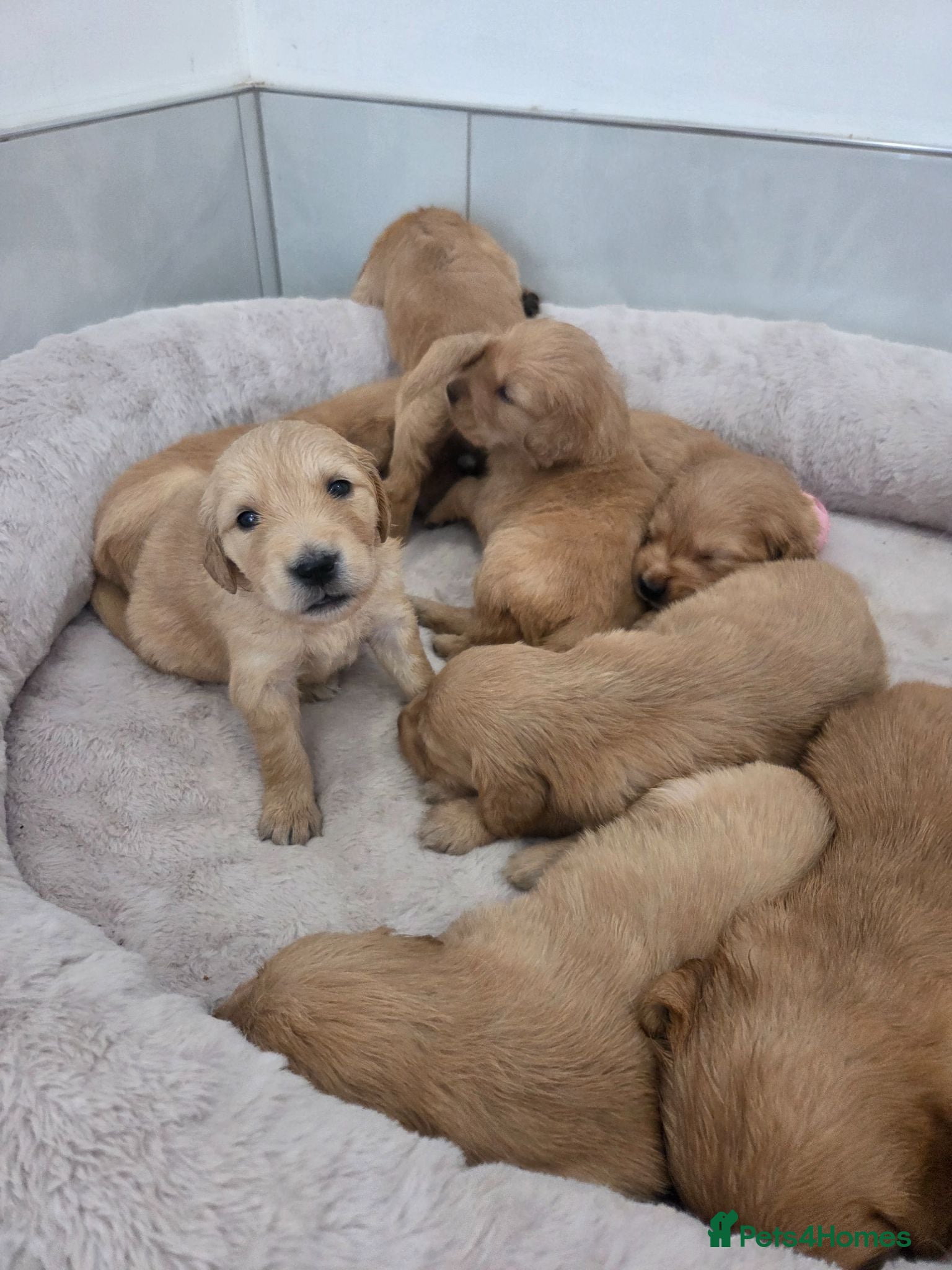 Golden Retriever dogs KC Reg Puppies, Fully Health-Tested Parents 🐾 - Advert 2