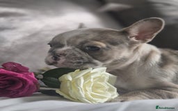 French Bulldog dogs for sale: French bulldog puppies  - Image 2