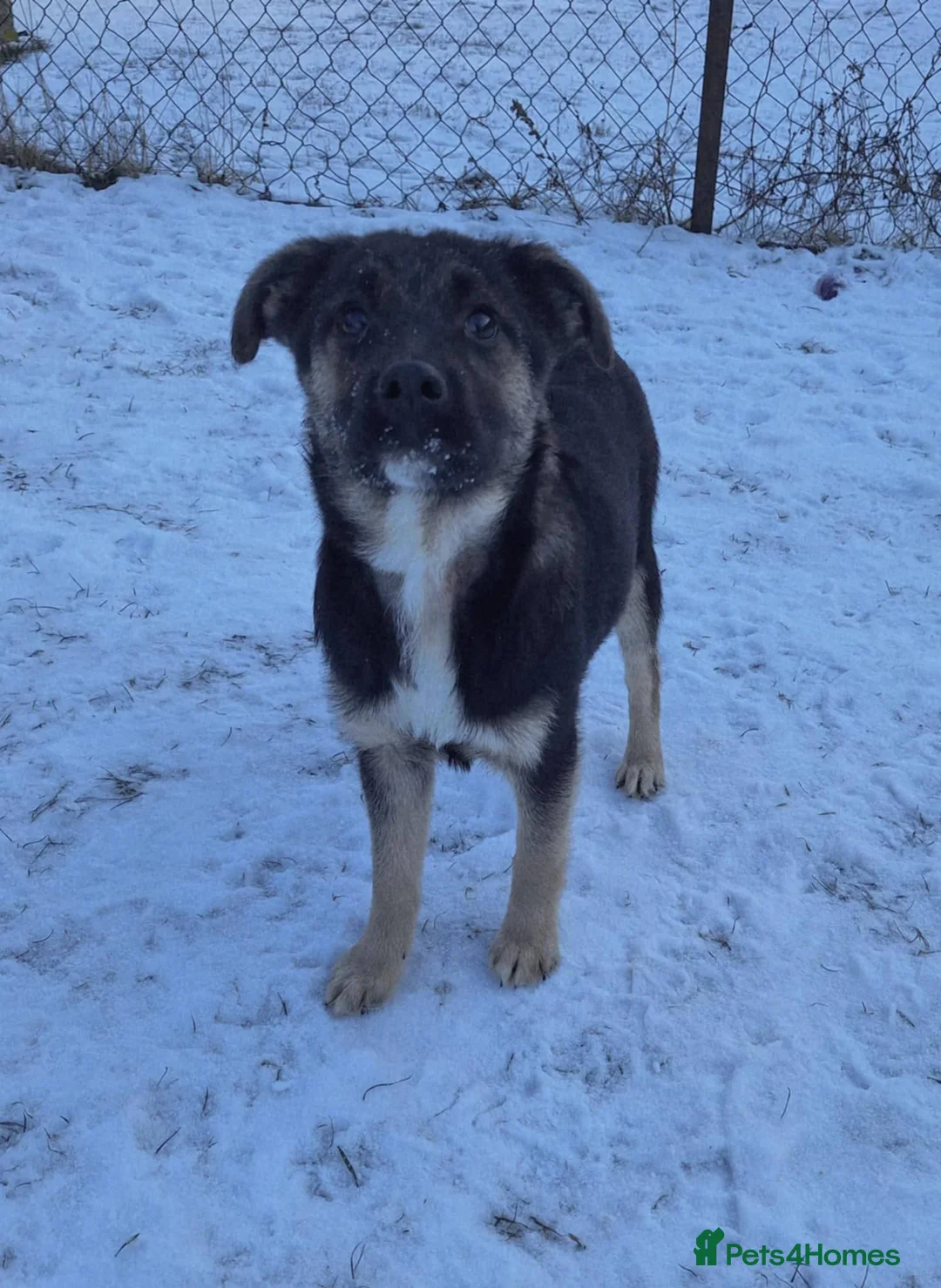 Mixed Breed dogs for adoption: Roquefort for adoption - Advert 8