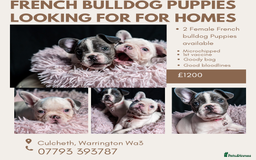 French Bulldog dogs for sale: 2 🟪 French bulldog mums carries fluffy‼️Ready now - Advert 36
