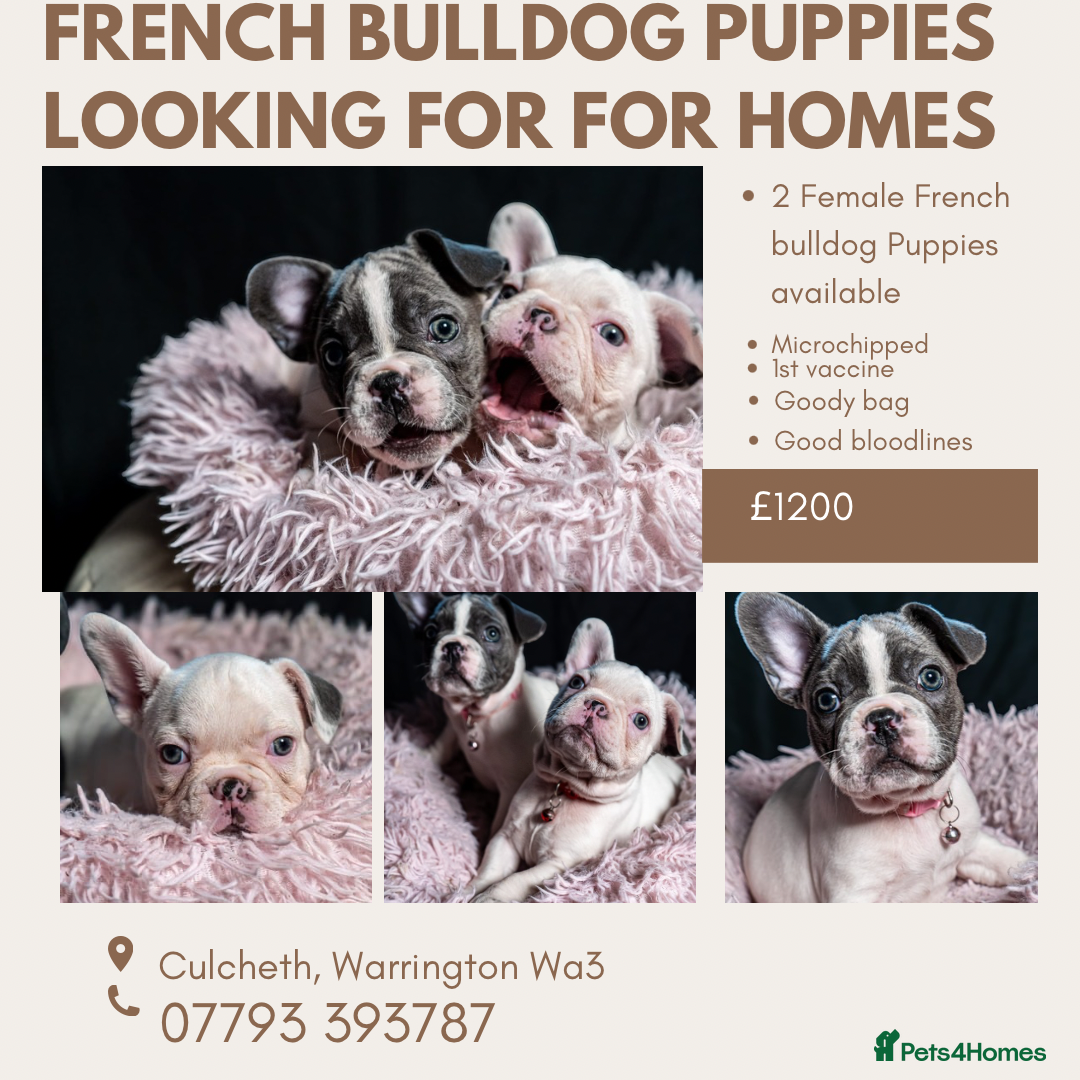 French Bulldog dogs for sale: 2 🟪 French bulldog mums carries fluffy‼️Ready now - Advert 36
