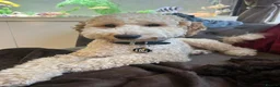 Cockapoo dogs for sale: Stunning Cockapoo Puppies looking for loving homes - Advert 9