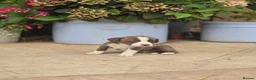 Mixed Breed dogs for sale: Beautiful Newfound puppies looking for a new home in Atherstone - Advert 7