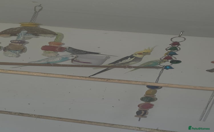 Budgerigars birds - Advert 6