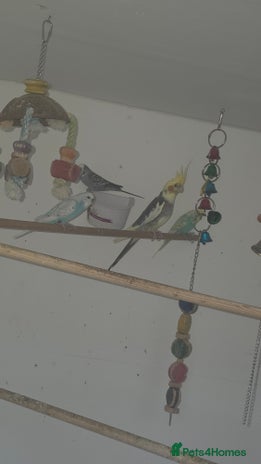 Budgerigars birds - Advert 2