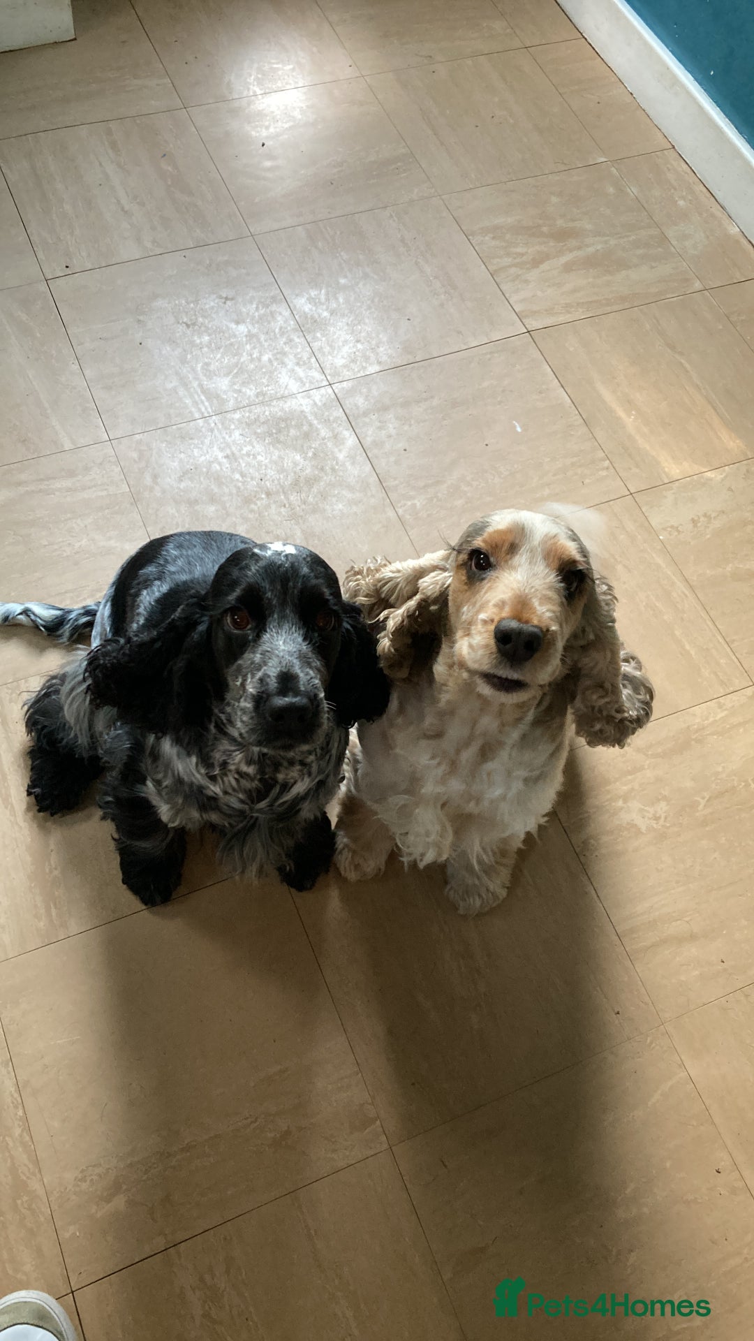 Cocker Spaniel dogs for sale: Beautiful adult cocker spaniel females - Advert 5