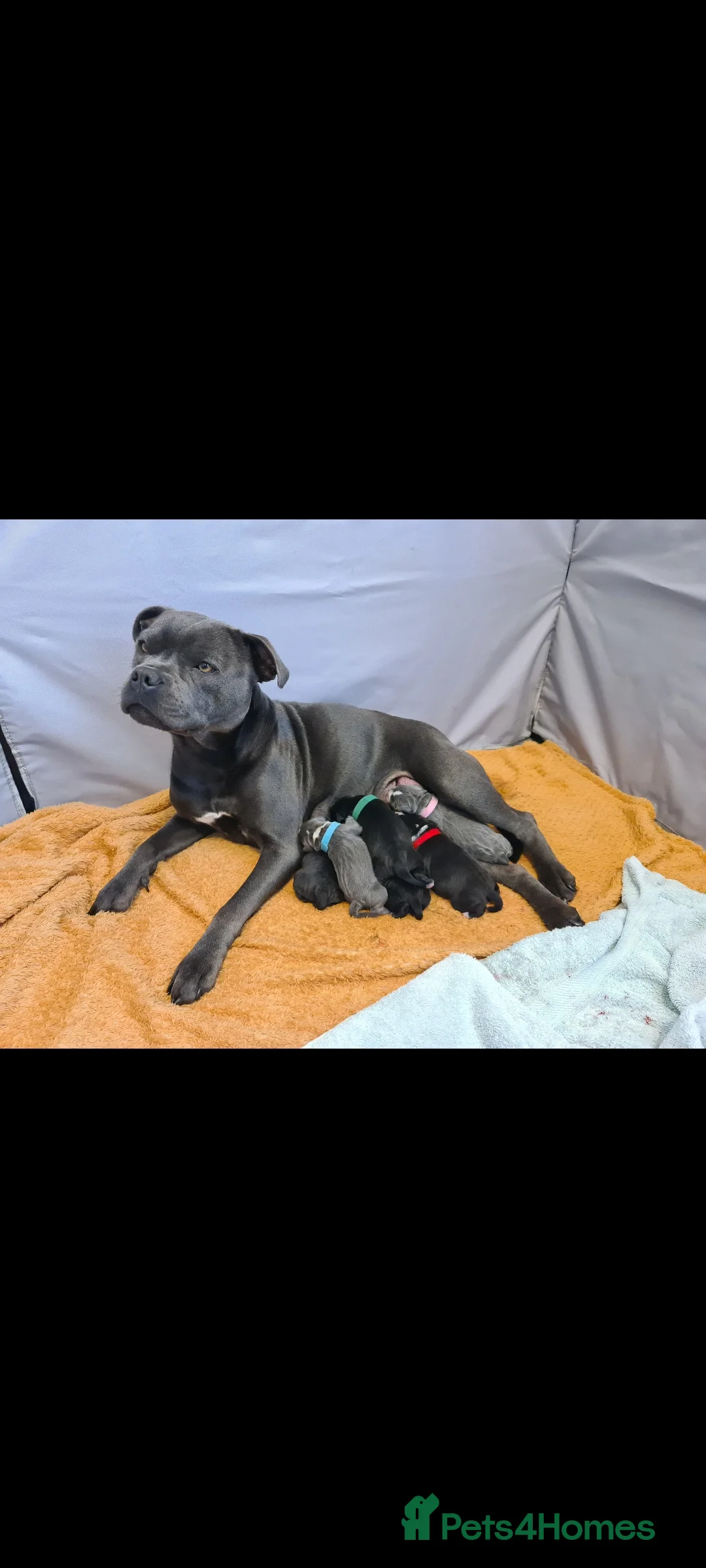 Staffordshire Bull Terrier dogs for sale: Stunning Staffordshire Bull Terrier Puppies - Advert 7