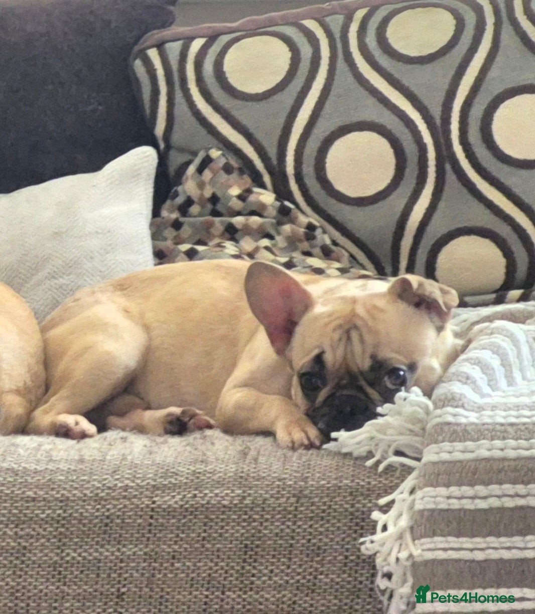 French Bulldog dogs 1.5yr Old Male French Bulldog  - Advert 5