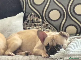 French Bulldog dogs 1.5yr Old Male French Bulldog - Advert 5