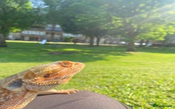 Bearded Dragon reptiles for sale: Bearded Dragon for Sale 🦎 - Image 6