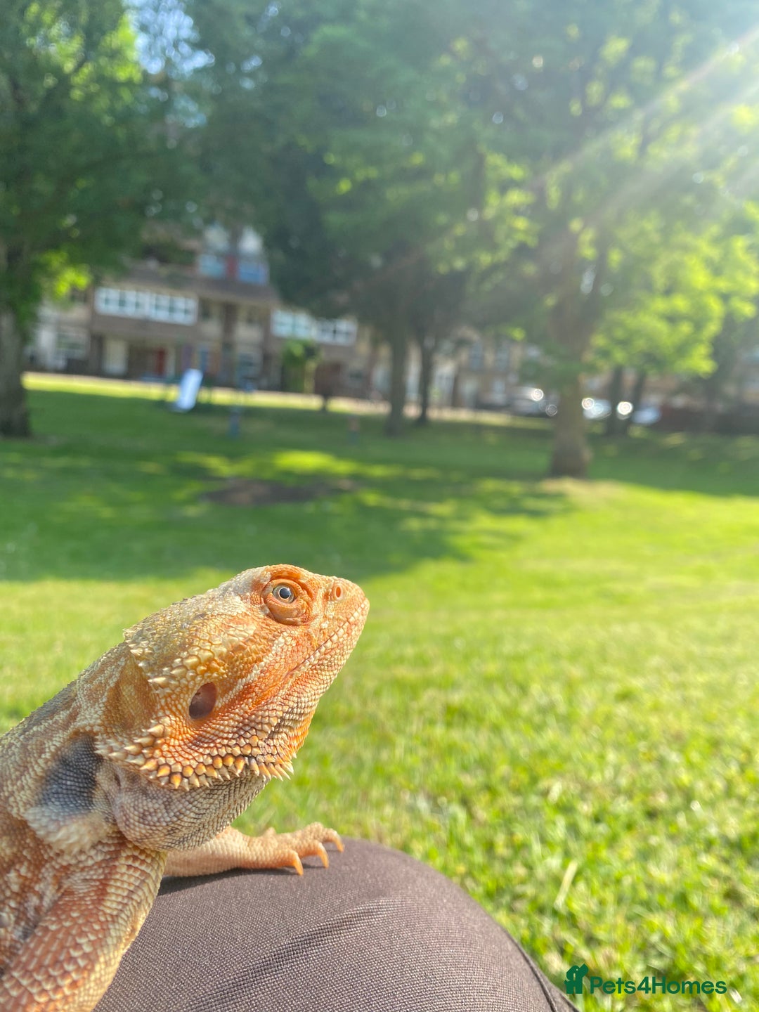 Bearded Dragon reptiles for sale: Bearded Dragon for Sale 🦎 - Image 6