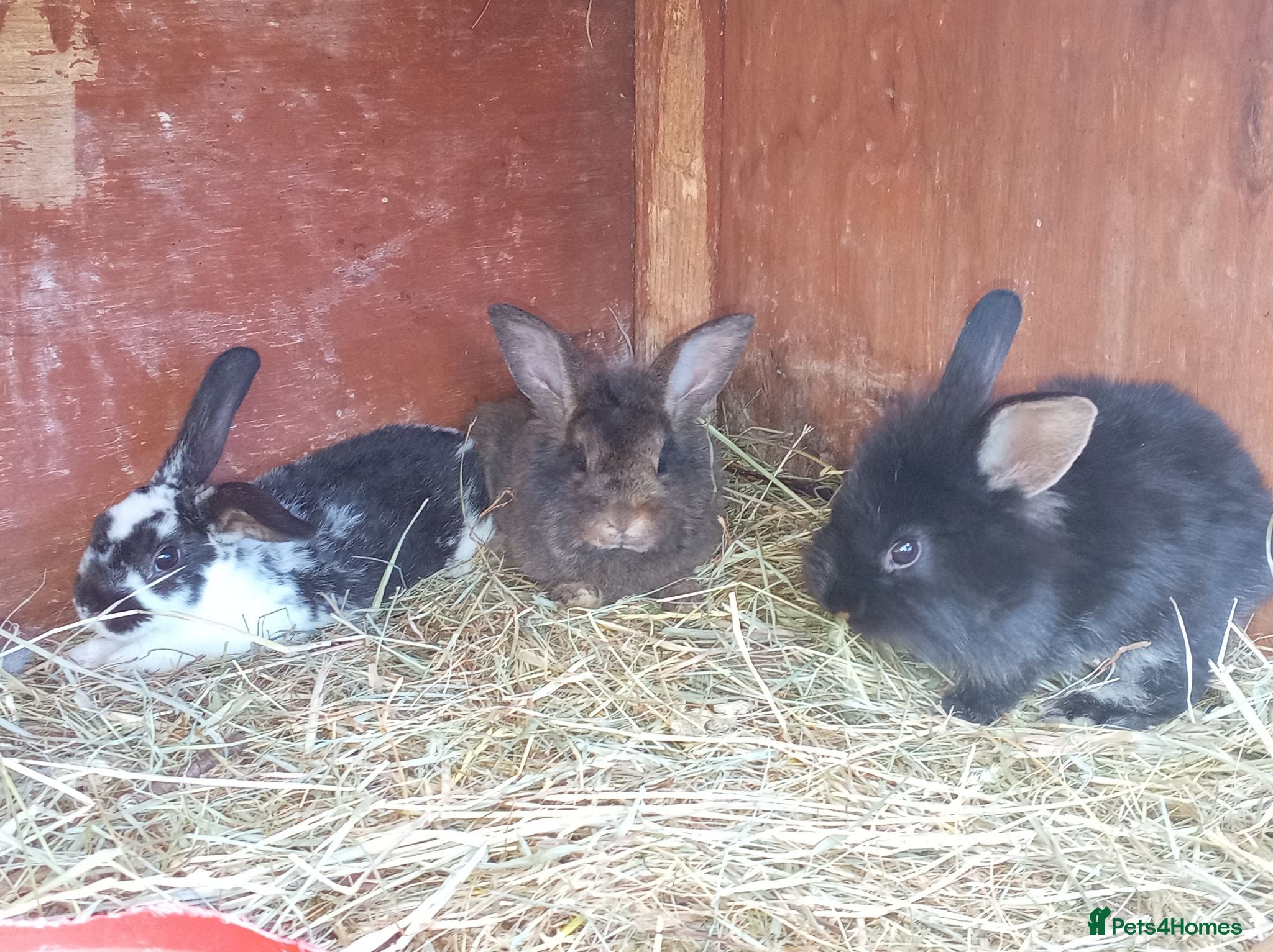 Mini Lion Lop rabbits Lop cross babies available now - Advert 16