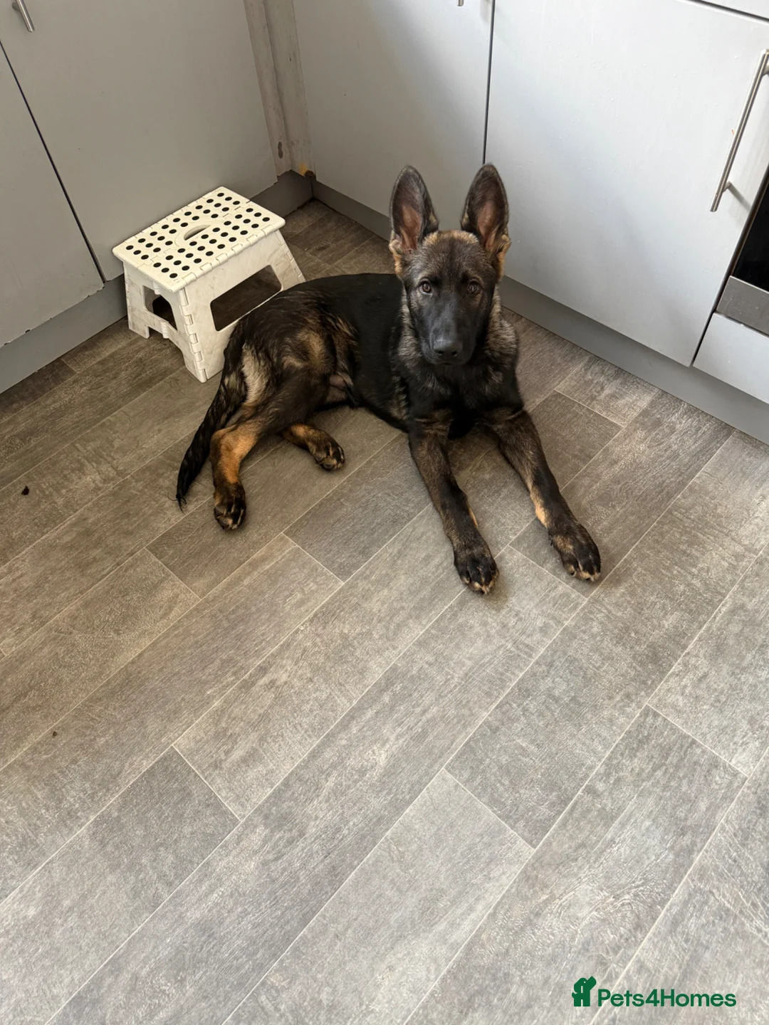 German Shepherd dogs for sale: German shepherd puppy  - Advert 4