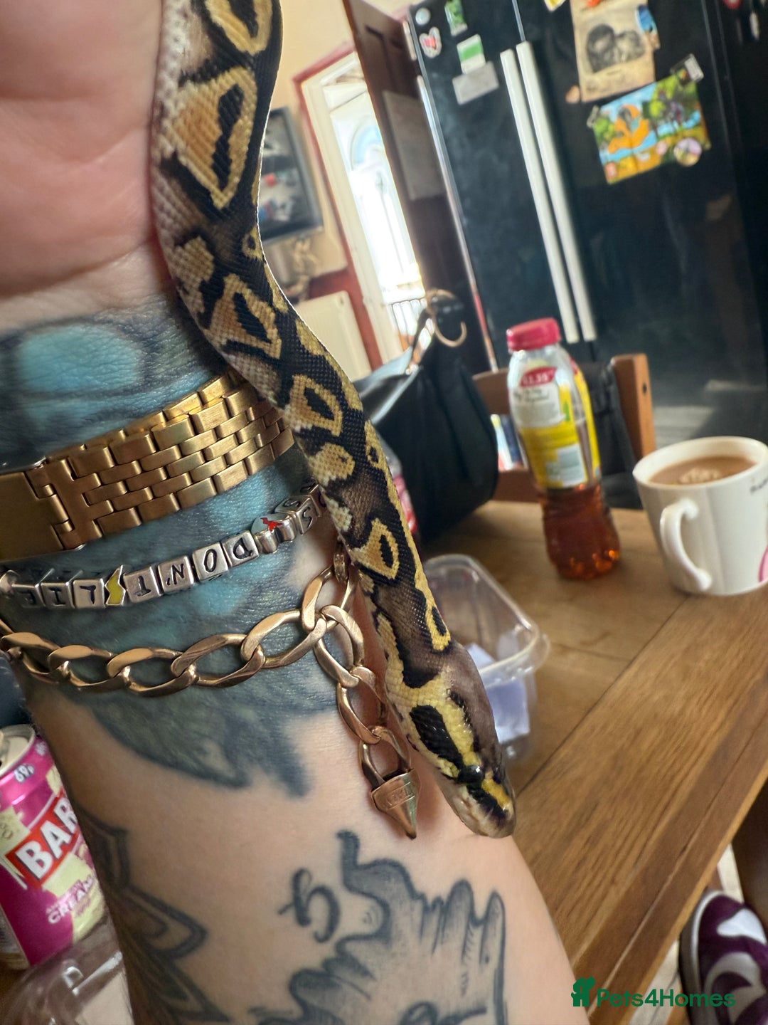 Python Snake reptiles for sale: Baby Ball python - Image 4