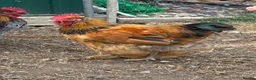 Chickens poultry for sale: Bantam cross blue Maron cockerel  - Advert 1