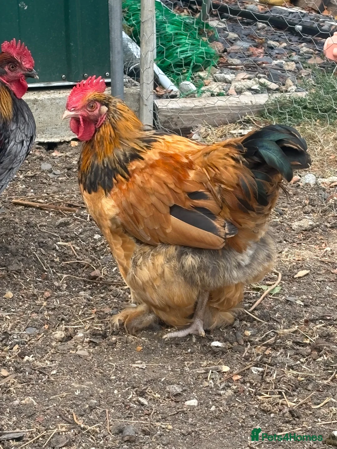Chickens poultry for sale: Bantam cross blue Maron cockerel  - Advert 1