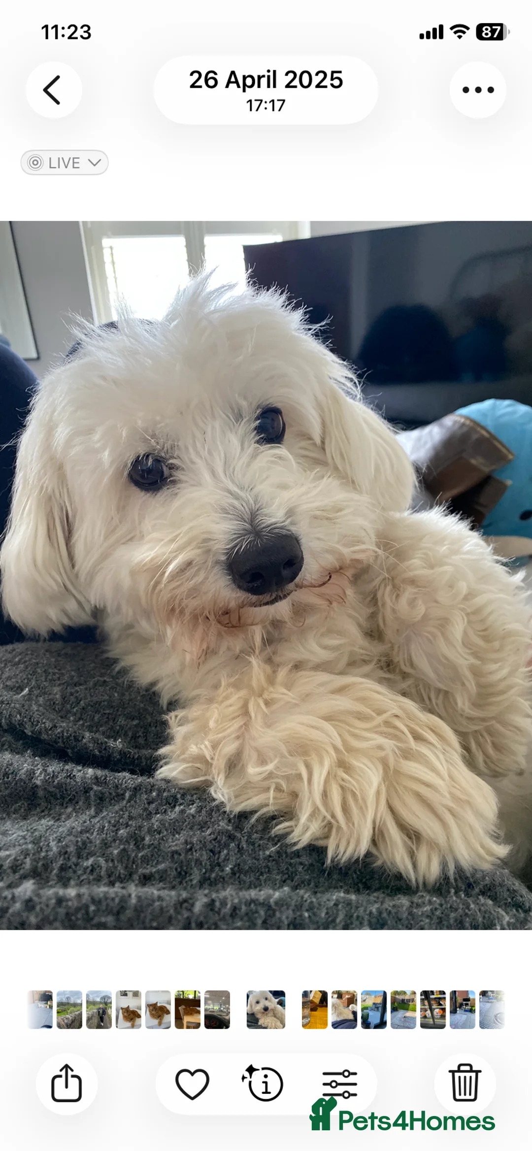 Coton De Tulear dogs for sale: Pure Coton de Tulear puppies  - Advert 9