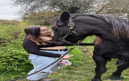 Welsh Section D horses for sale: Welsh sec D mare 14.2 project  - Image 5