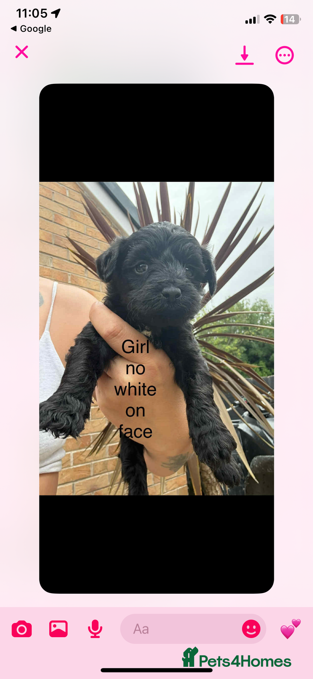Mixed Breed dogs for sale: Schnoodle - Image 2