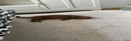 British Shorthair cats for sale: 3 British shorthair boys left  - Advert 2