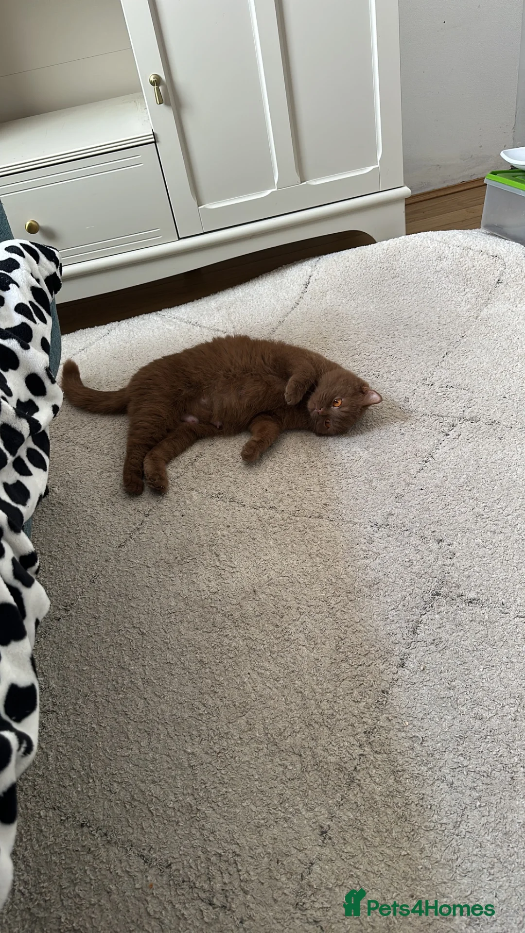 British Shorthair cats for sale: 3 British shorthair boys left  - Advert 2