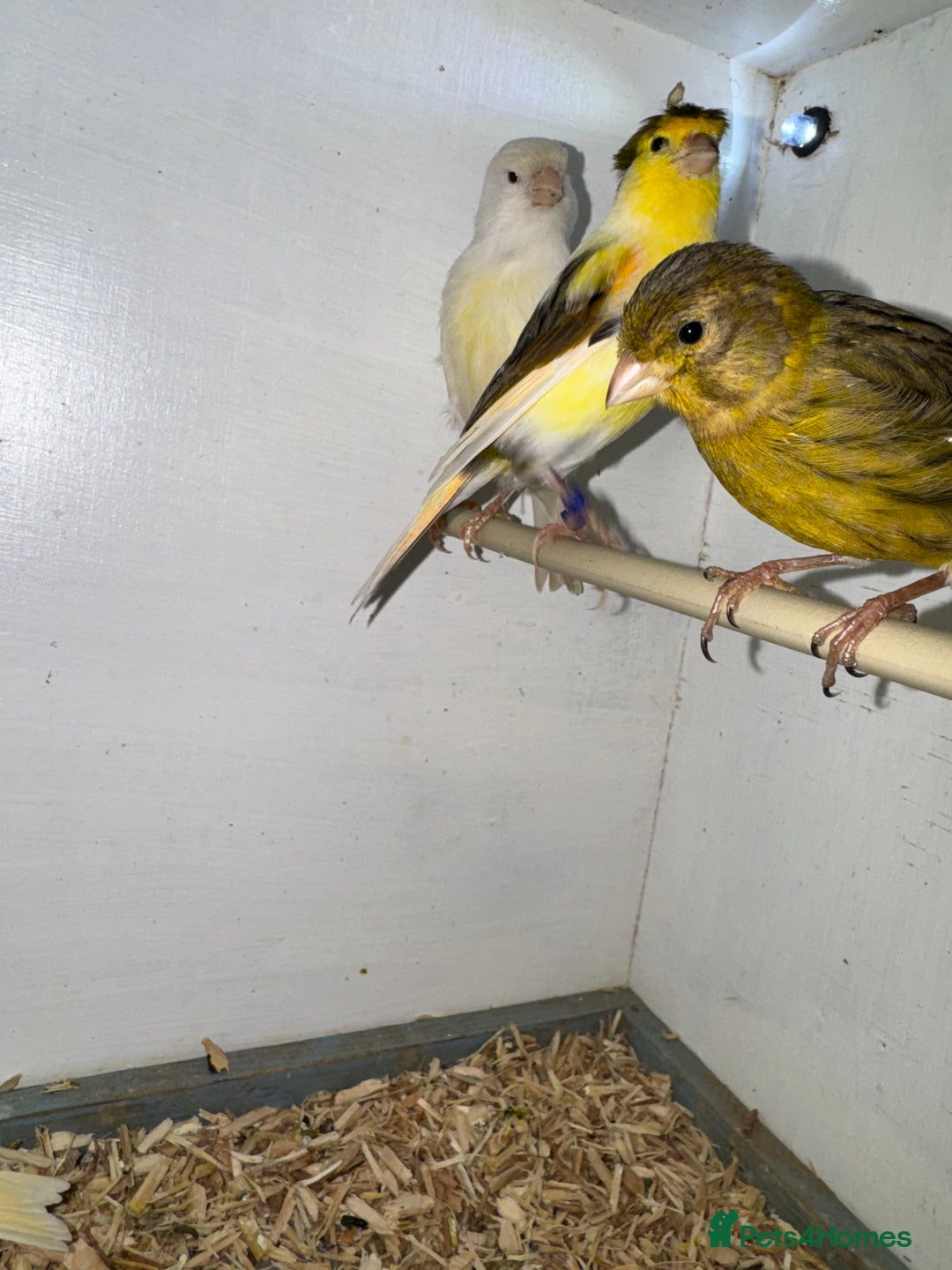 Canaries birds for sale: Canaries, budgies and love birds  - Advert 13