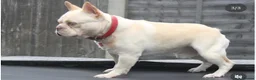 French Bulldog dogs for stud: French Bulldog Stud  - Advert 3