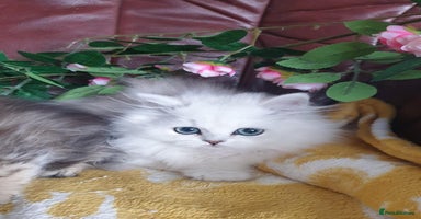 Persian cats - Advert 11