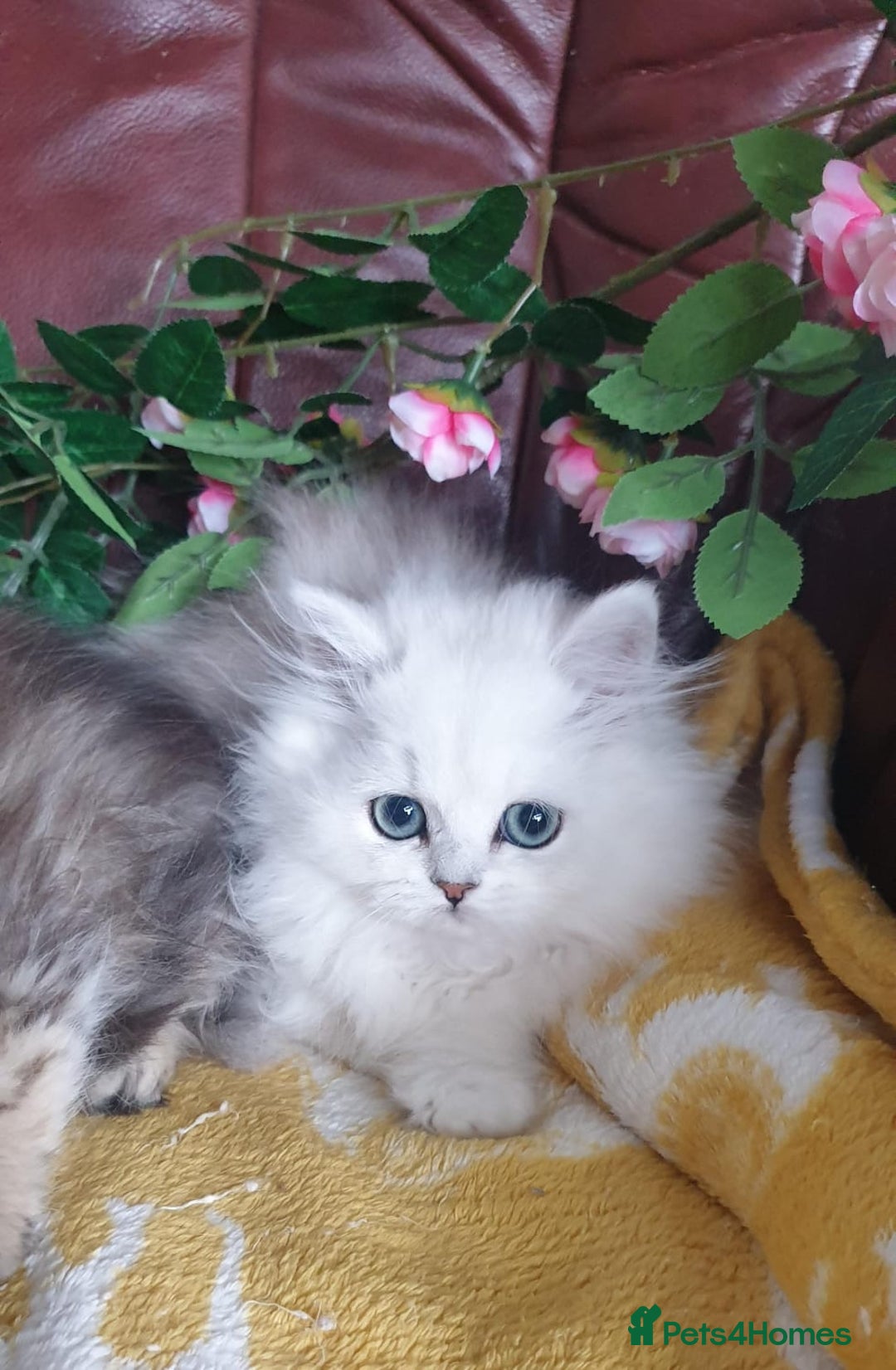 Persian cats for sale: 🌟Beautiful Pedigree Chinchilla Persian Kitten🌟 - Image 6