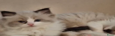 Ragdoll 3